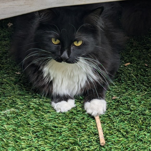 Meet your Posher, Andreea - Picture 1 of 1